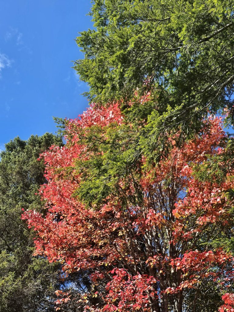 Trees, just beginning to turn red in fall