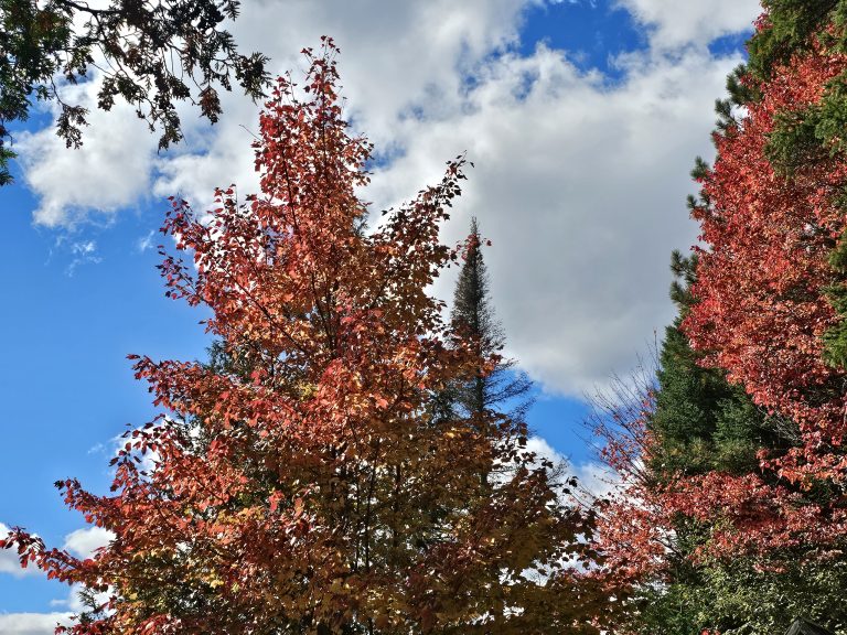 The tops of trees just beginning to turn red in fall