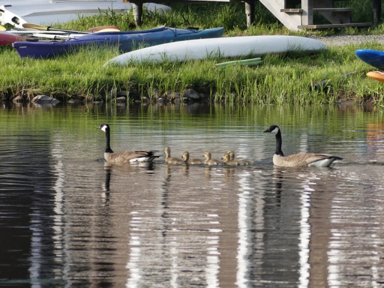 Canadian geese by the waterside with goslings